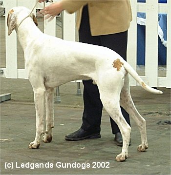 5th Junior Dog